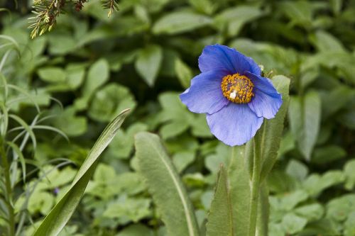 flower blue floral