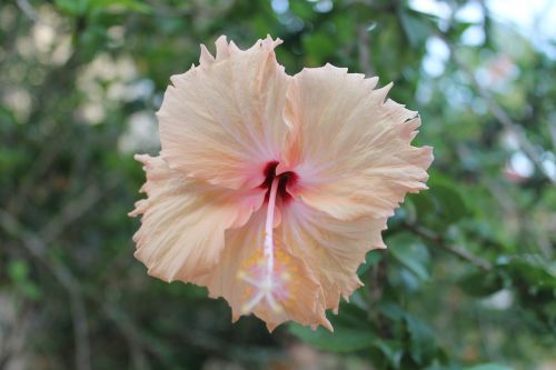 flower pink macro