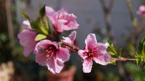 flower peach pink petals