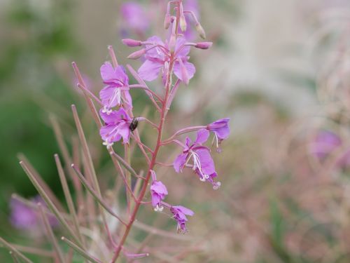 flower purple plants