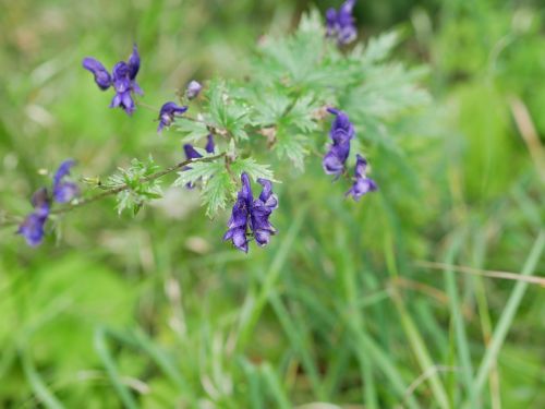 flower purple green