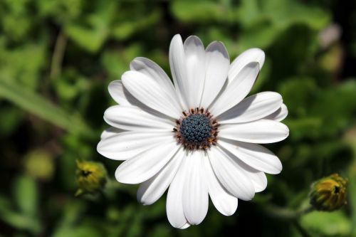 flower plant nature