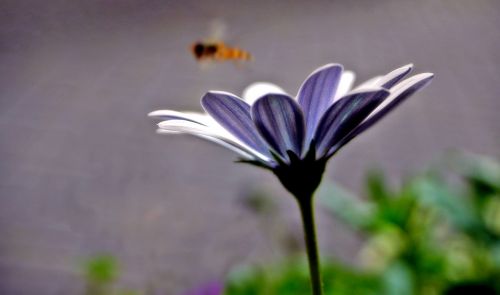 flower bee purple