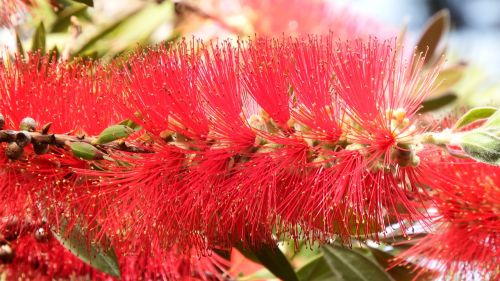 flower red floral