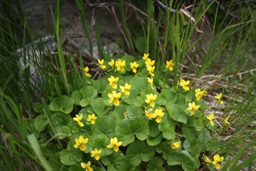 flower mountain yellow mountain violet