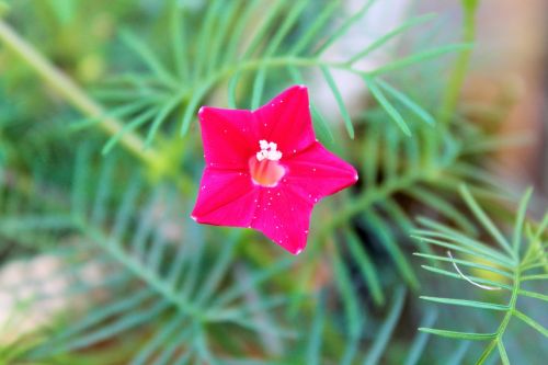 flower pink leaf