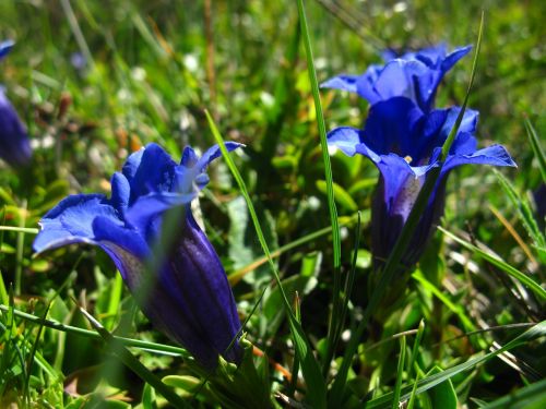 flower blue gentian