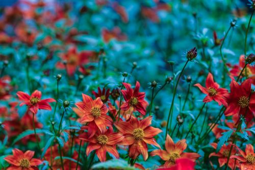 flower garden flower floral