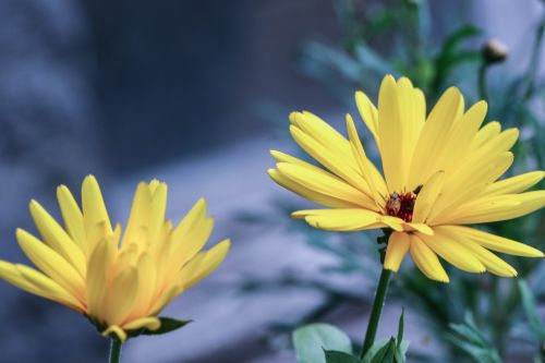 flower yellow garden flower