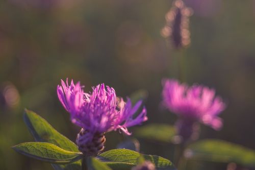 flower pink centaurea jacea