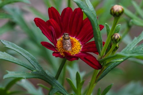 flower insect garden flower