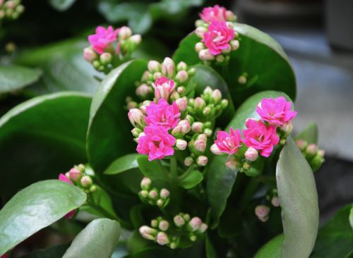 flower pink flowers succulent