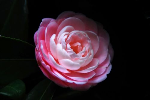flower cammelia pink