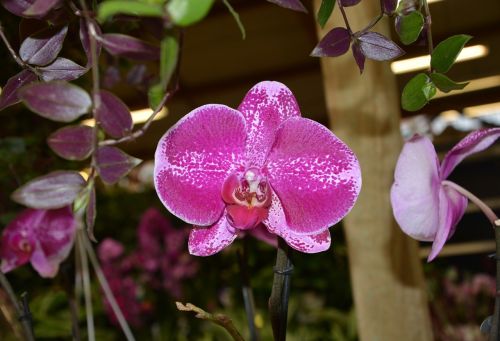 flower plant orchid