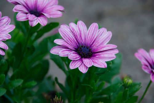 flower flowering nature