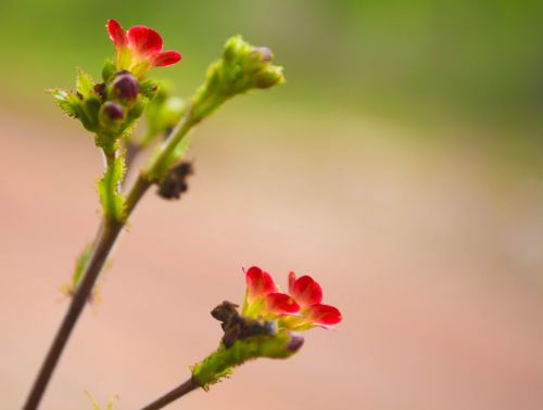 flower of spinning top