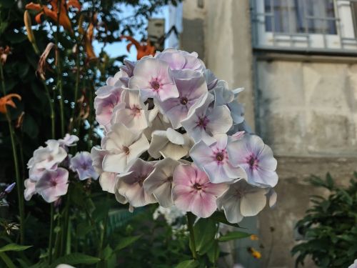 flower garden nature