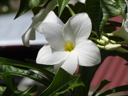 flower white flower amaryllis