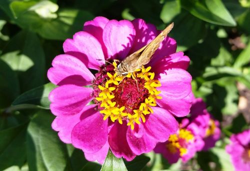 flower nature garden