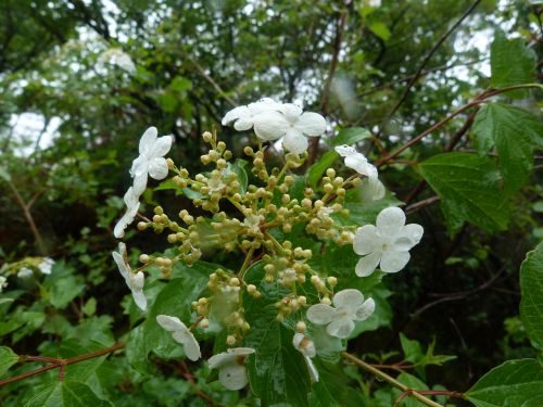 flower white viburnum