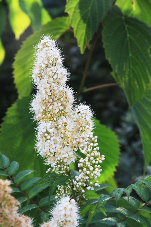 flower white flower garden