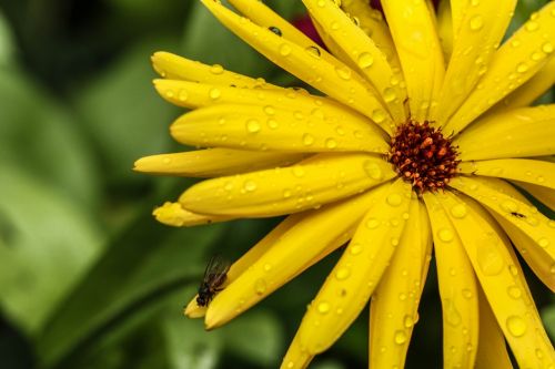 flower macro garden flower