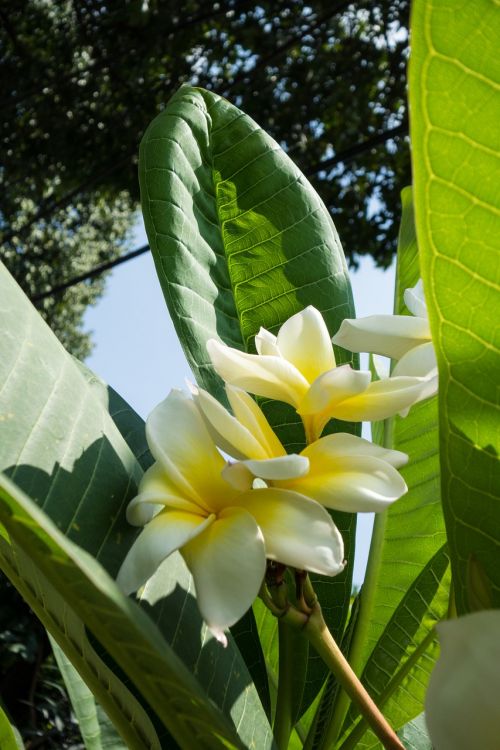 flower malaysia white