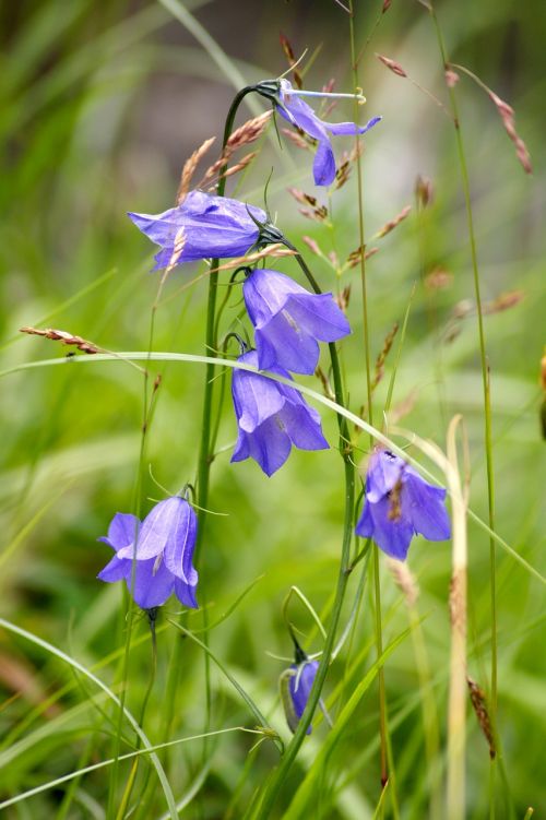 flower purple meadow