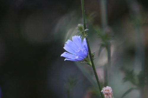 flower blue wild