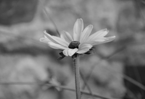 flower photo black white bouquet
