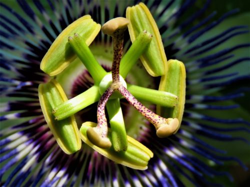 flower macro green