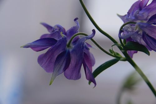 flower flowering spring