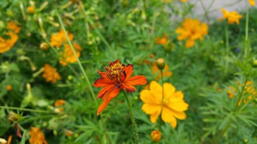 flower orange flower flower garden