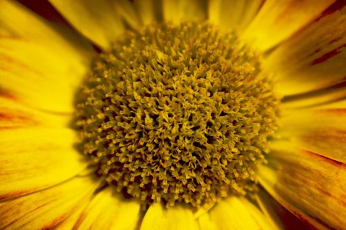 flower yellow yellow flower