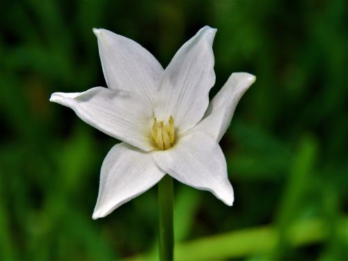 flower wildflower white and yellow