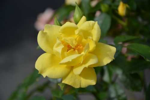 flower yellow rose bouquet