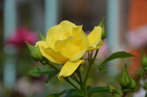 flower yellow rose button