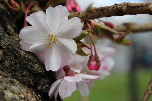 flower nature beauty