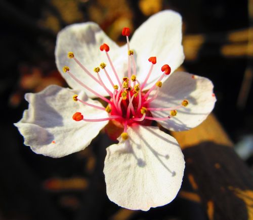 flower spring nature