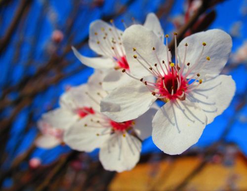 flower spring nature