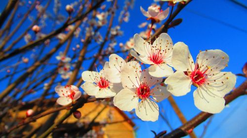 flower spring nature