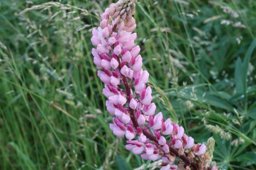 flower pink meadow