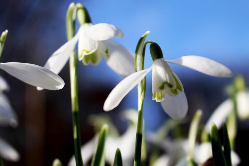 flower nature white