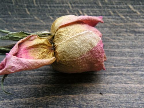 flower dried rose