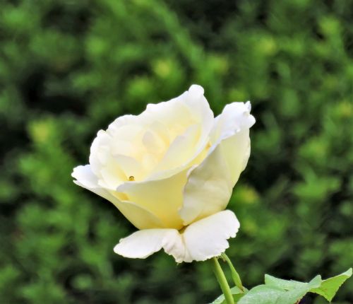 flower rose white rose