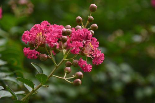 flower pink close-up