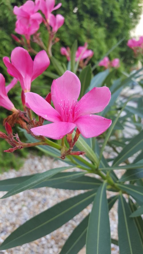 flower pink slovakia