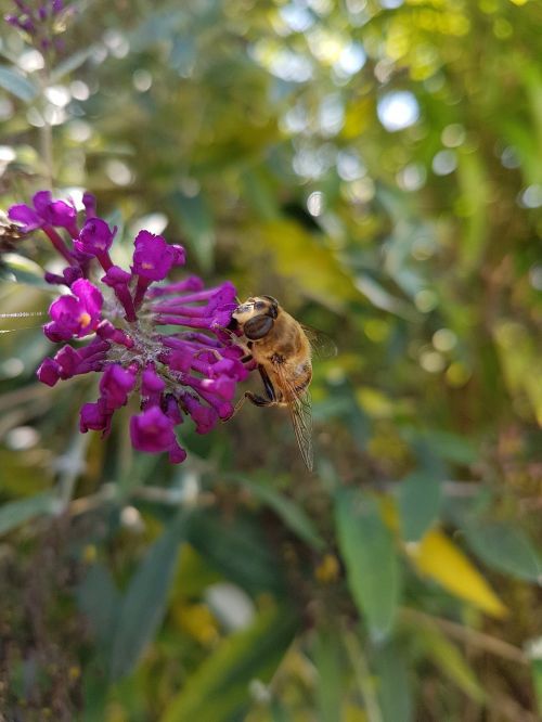 flower bee purple