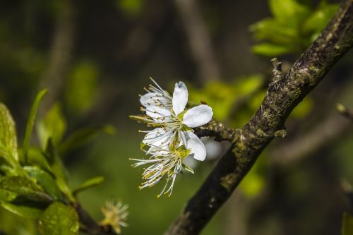 flower tree blossom