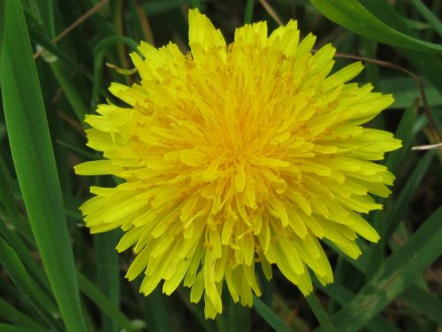 flower dandelion nature